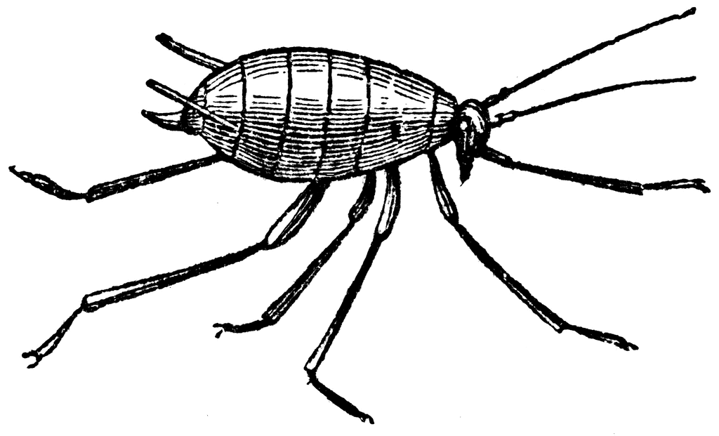 Wingless Aphides, or Plant Lice | ClipArt ETC