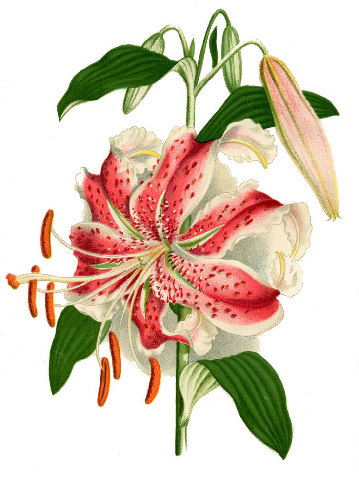 Instant Art Printable - Botanical - Lily