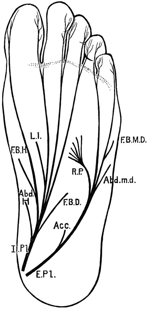 Plantar Nerves of the Foot | ClipArt ETC