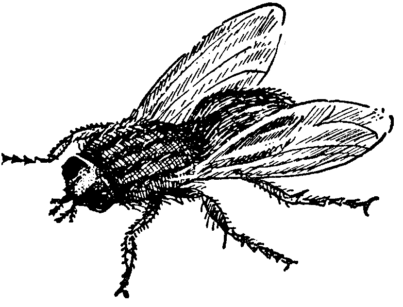 clipart of a fly - photo #37