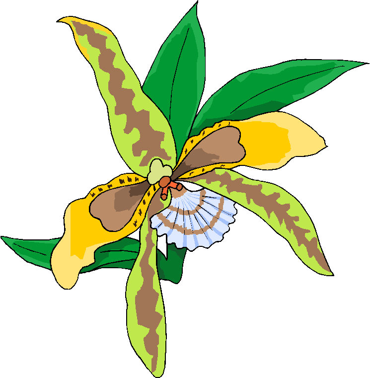 Orchid Flower Clip Art