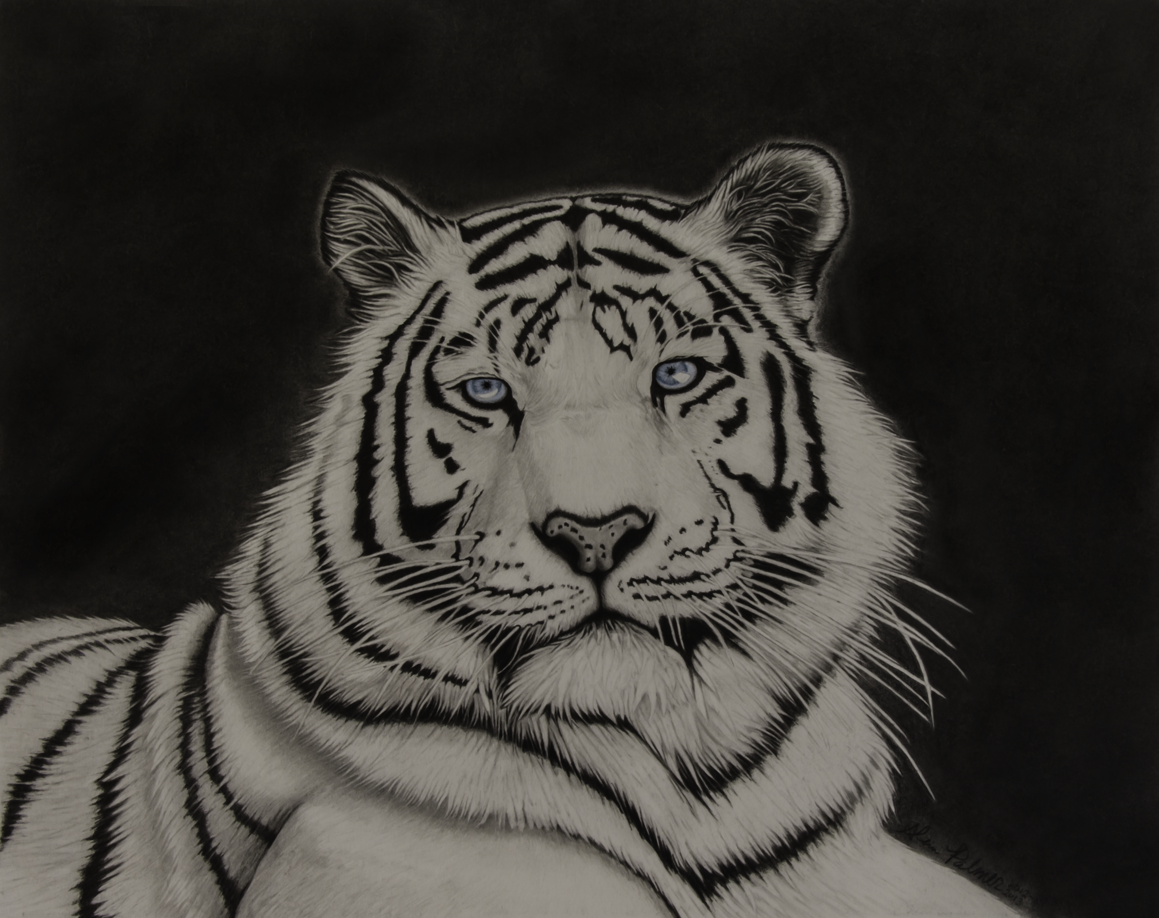 Тигр рисунок мелом