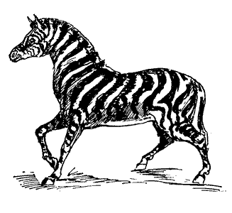 Public Domain images 47 line drawing of a prancing zebra stripes
