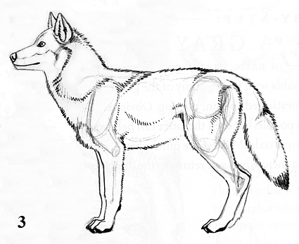 MIGHTY ART DEMOS - How to Draw a Gray Wolf in Ink