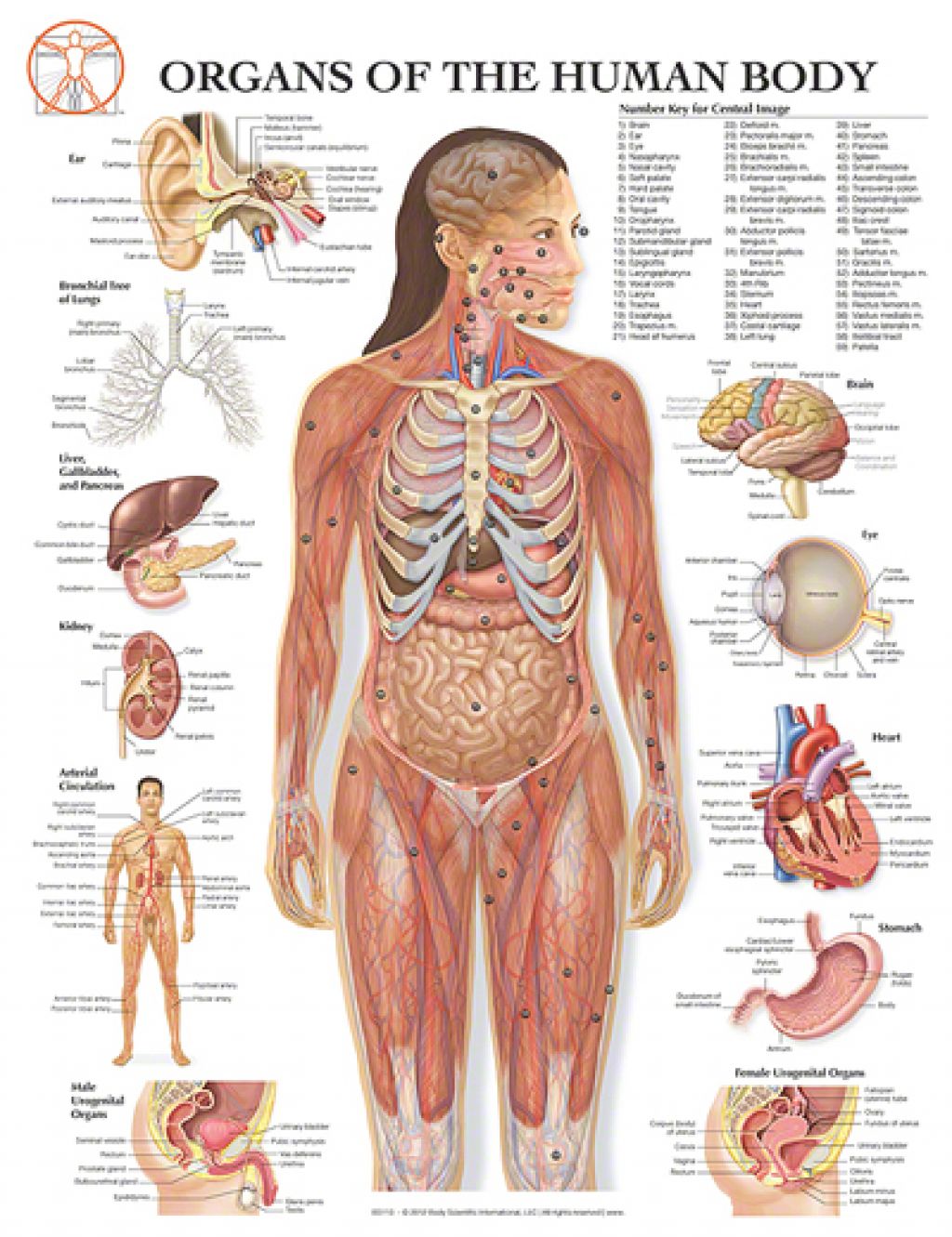 Female Human Body Organs Diagram | Human Anatomy Body Ideas