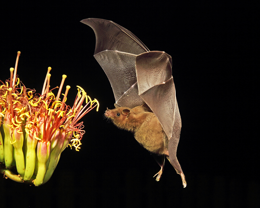 10 Reasons You Should Love Bats : Wildlife Promise