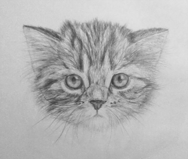 NEW DRAWING CATS PENCIL | Drawing Tips 3