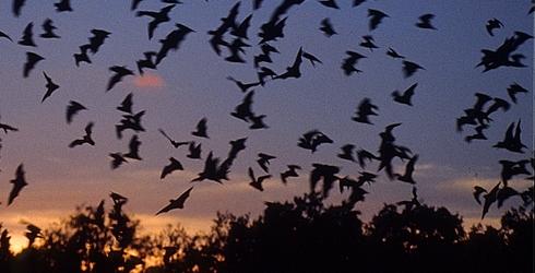 Top 10 Bat Facts | The Nature Conservancy