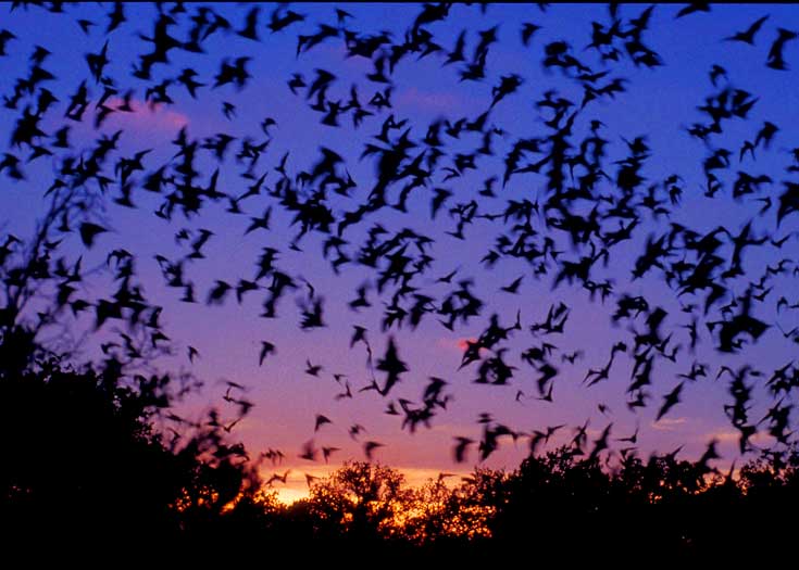 Bats Aren't Just for Halloween! | Ecology Global Network