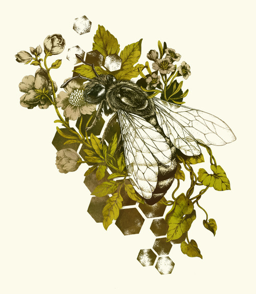 Illustration nature bee Scientific Illustration botanical honeybee ...