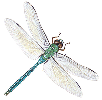 Dragonfly - HowStuffWorks