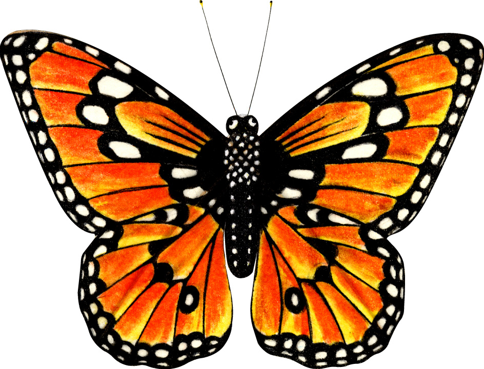 Monarch Butterfly Life Cycle | Publish with Glogster!