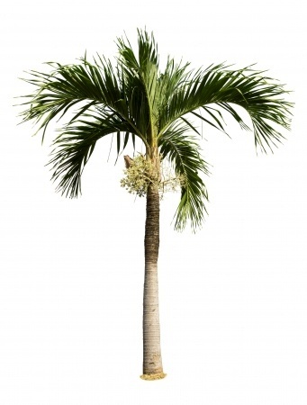 Palm Trees - Cliparts.co