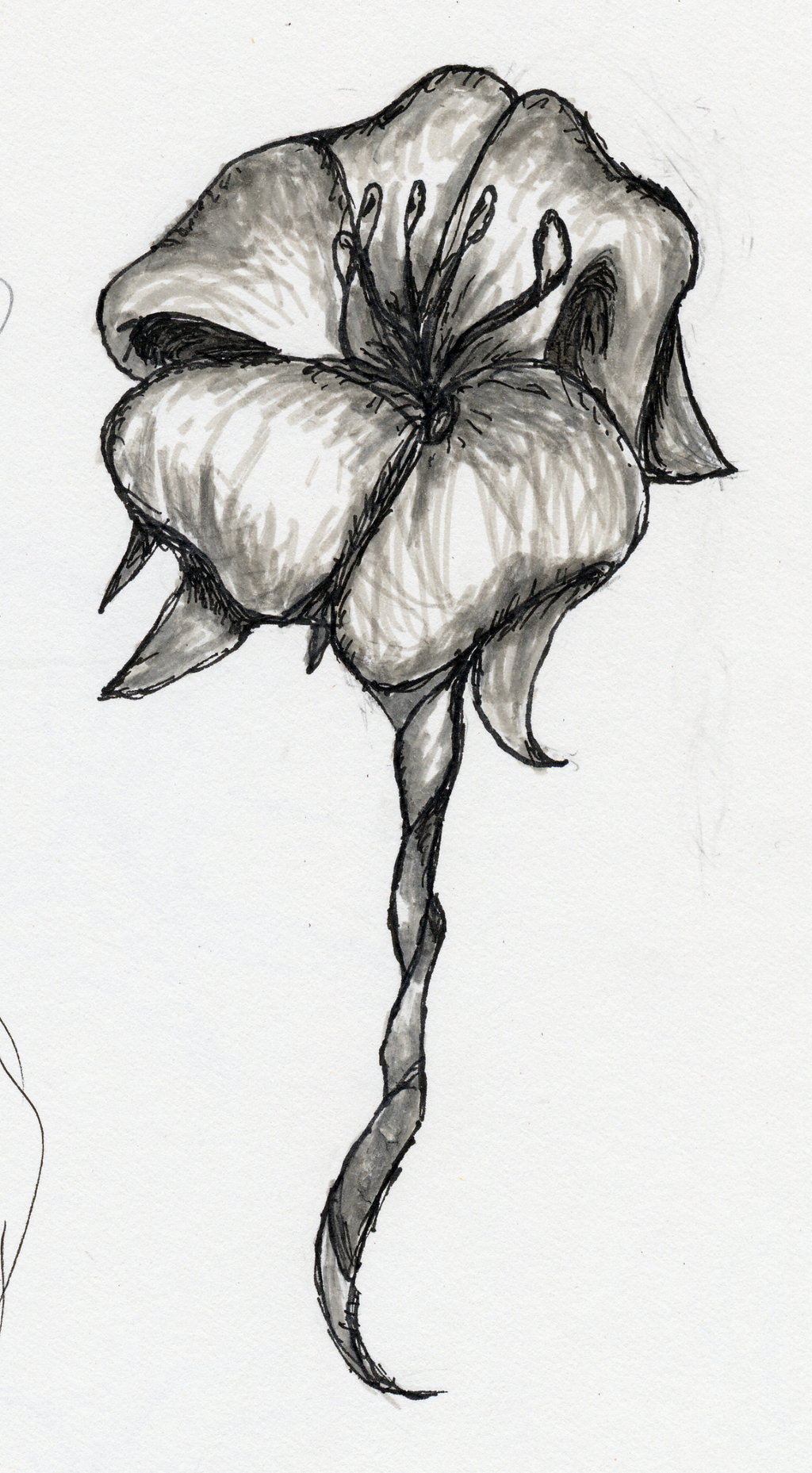 Flower Sketch by Kimiko-Takahashi-tan on DeviantArt