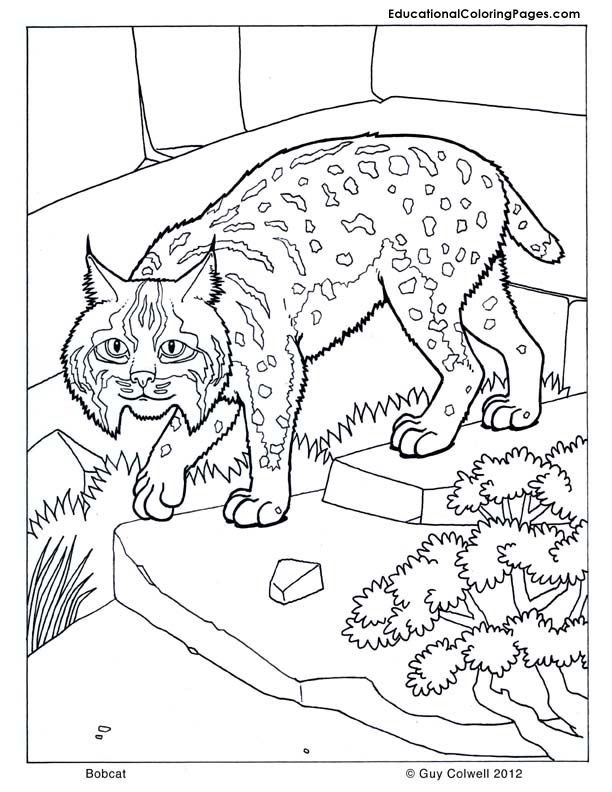 bobcat coloring, cat coloring pages, cat printables | traveling ...