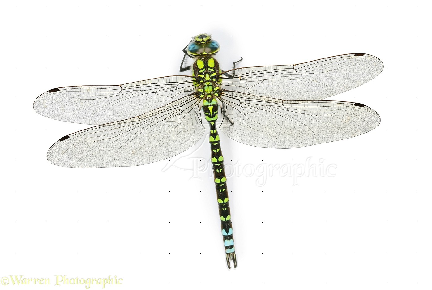 Southern Hawker Dragonfly photo - WP10484