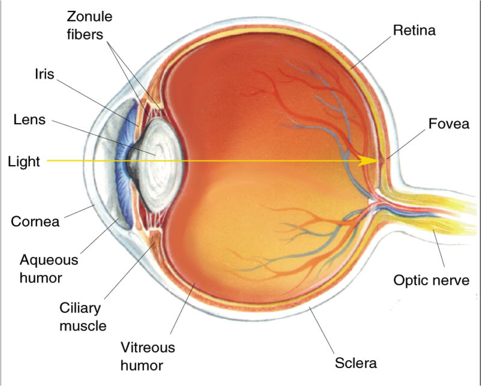 simple diagram of eye structure