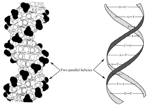 Illustrated Glossary of Organic Chemistry - Double helix