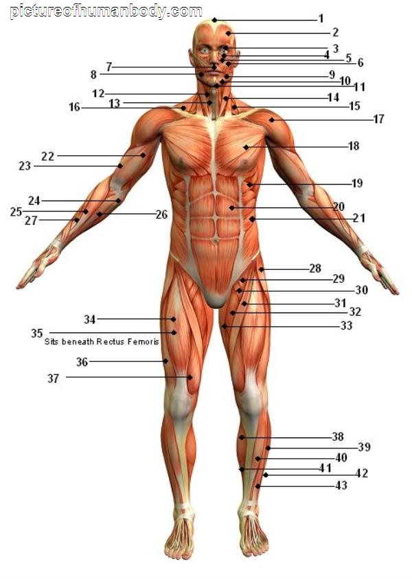 Photo Of The Human Body | pictureofhumanbody.com
