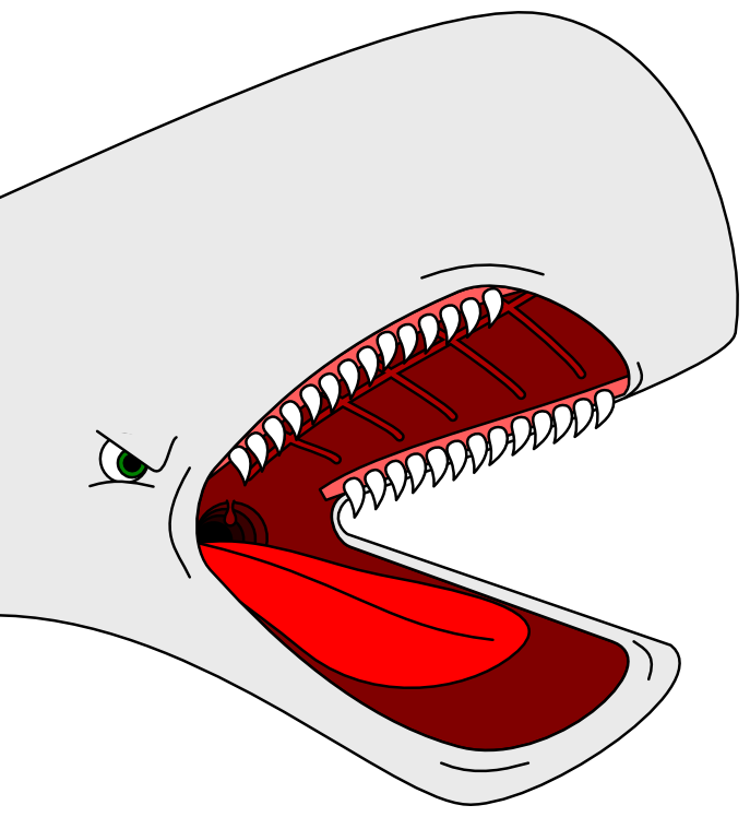 Stereotyped cartoon whale head by arek-91 on DeviantArt