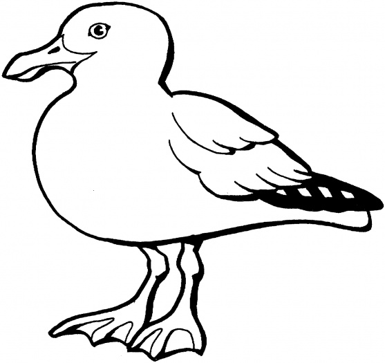 Seagull Outline - ClipArt Best