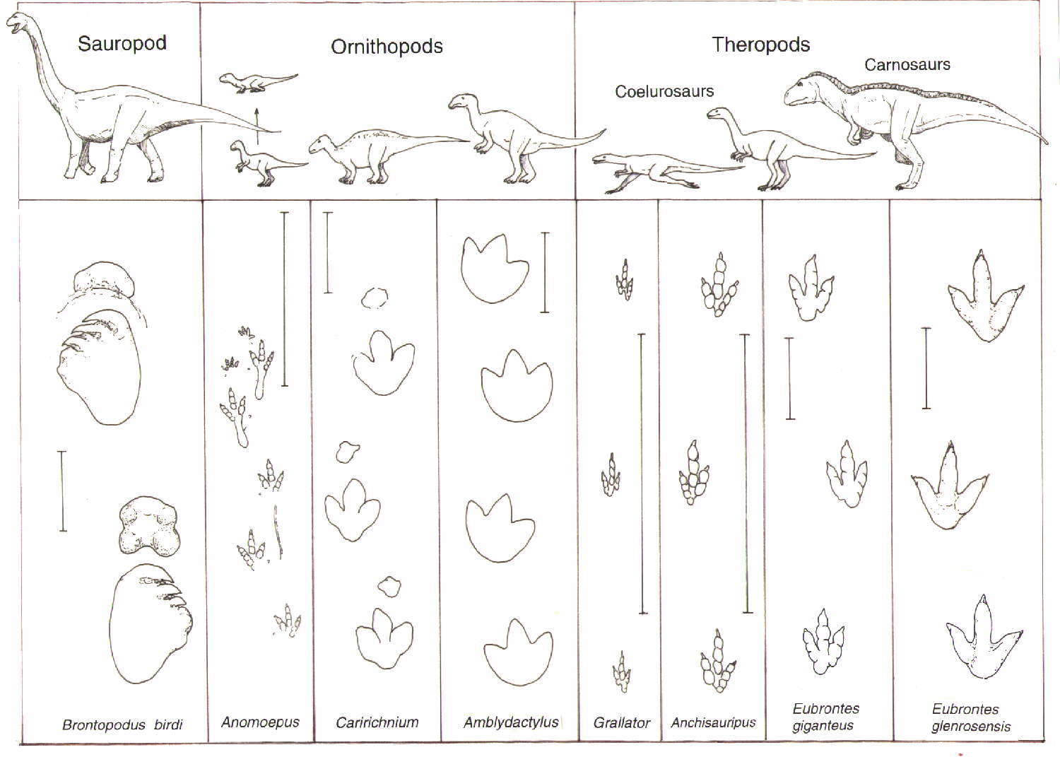 dinosaur-footprints-cliparts-co