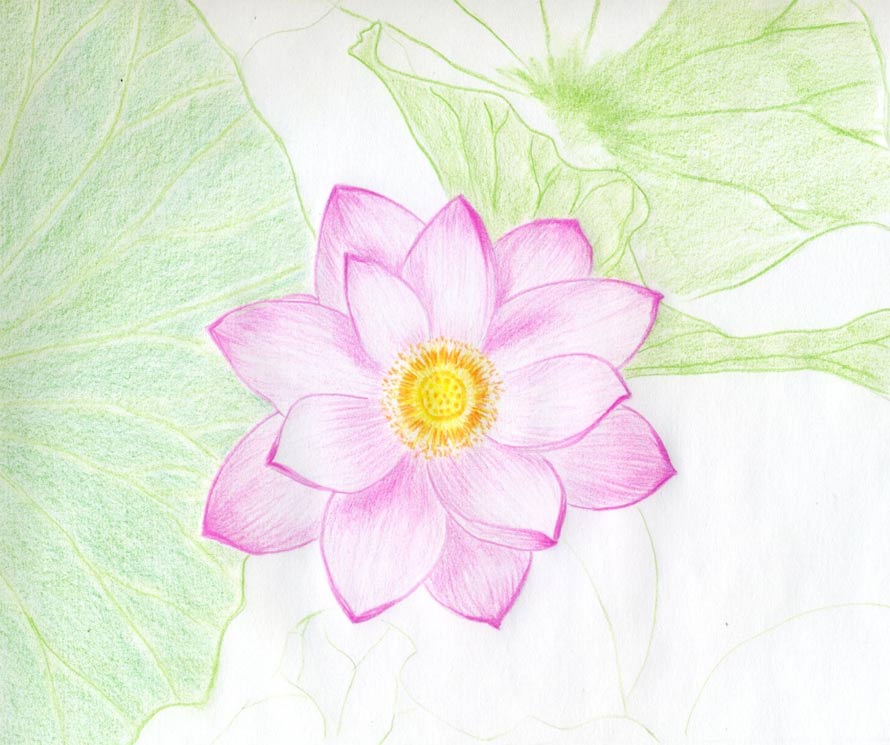 Lotus Flower Drawings Made Easy