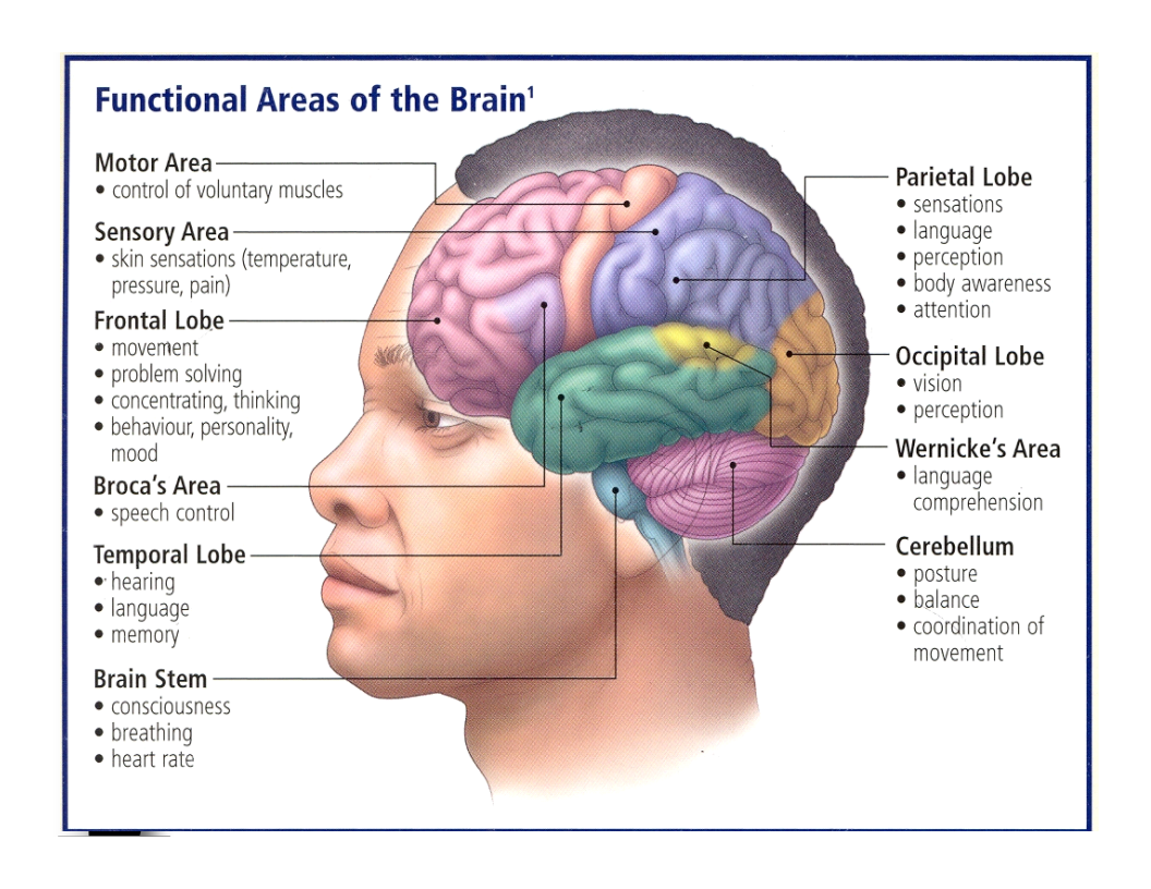 Nerves: Human brain, CNS and PNS « KaiserScience