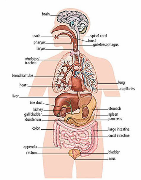 Internal organs - human internal body parts