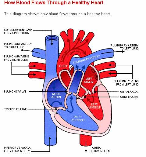 Important Parts to Point Out in a Diagram of Heart