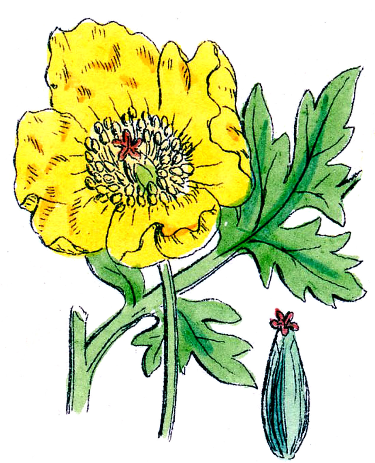 Vintage Botanical Clip Art - Poppies - The Graphics Fairy