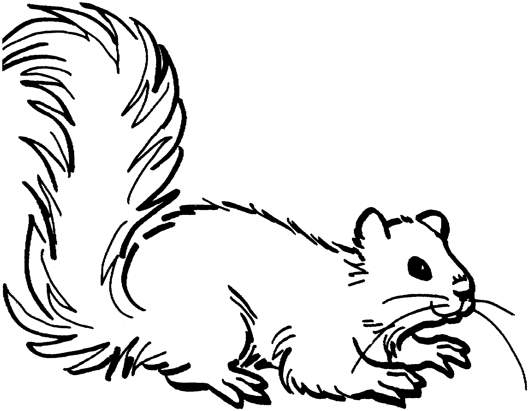 Northern Flying Squirrel Coloring Page Coloring Pages