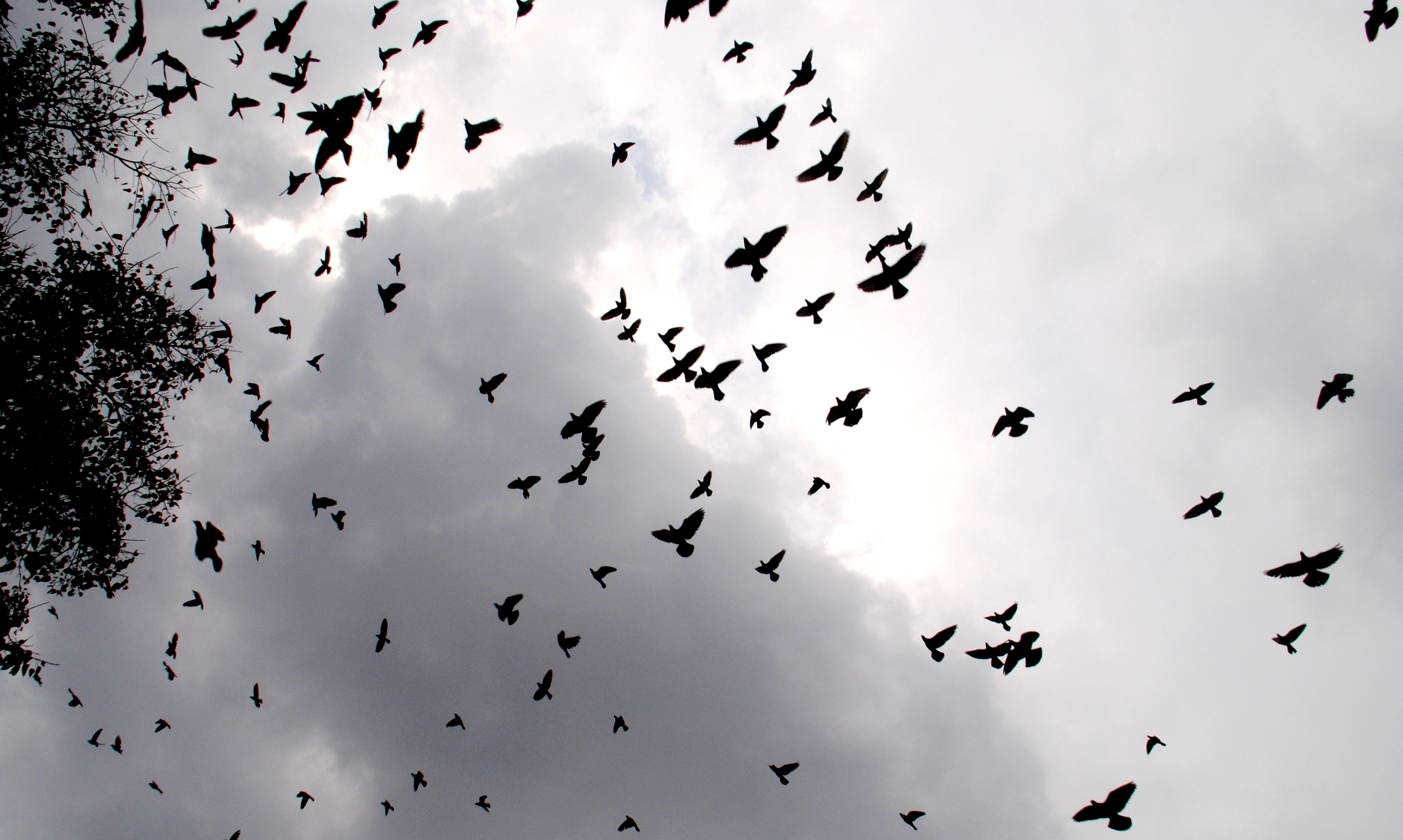 File:Birds flying at Sky 2.JPG - Wikimedia Commons