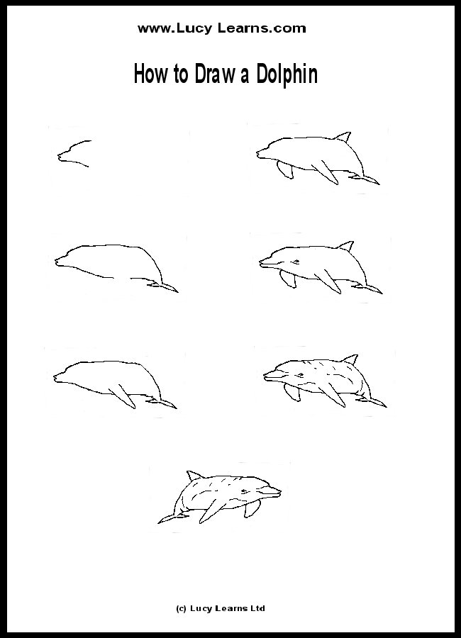 how-to-draw-dolphin-dolphin- ...