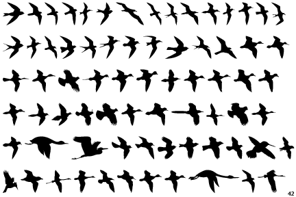 Identifont - Birds Flying