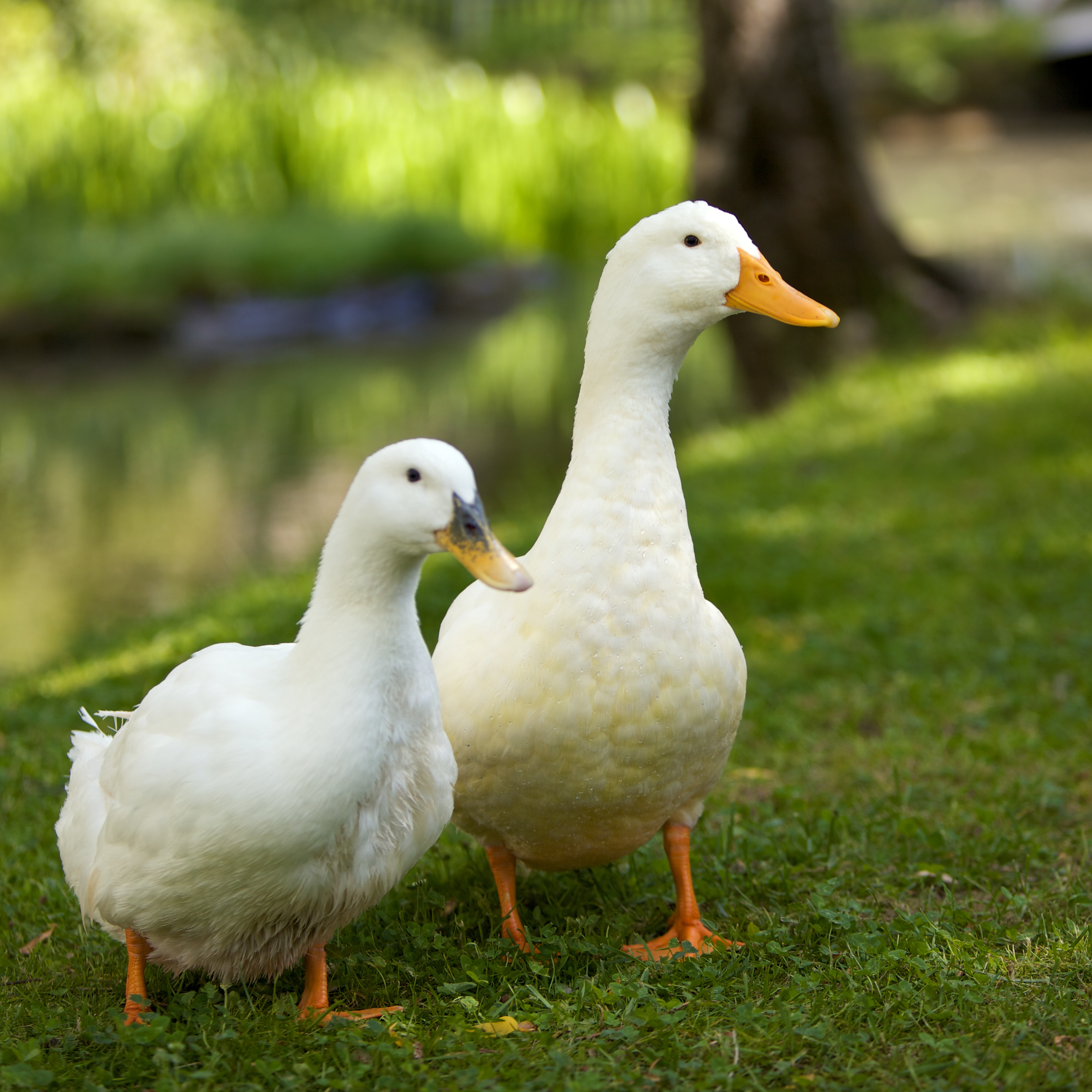 What Does A White Duck Mean In A Dream