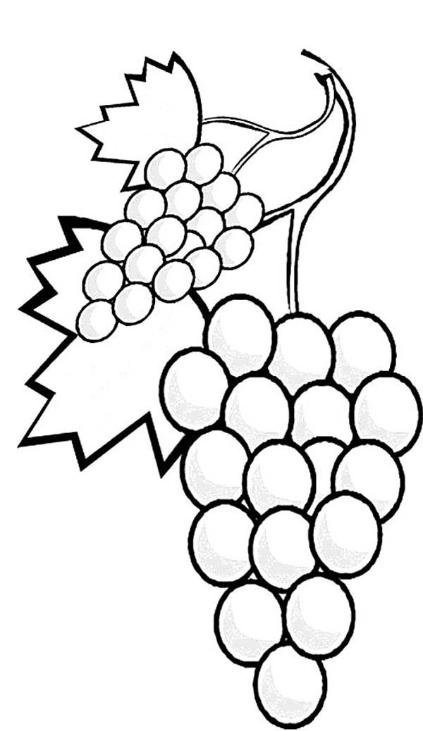 A Stalk of Grapes Coloring Page: A Stalk of Grapes Coloring Page ...