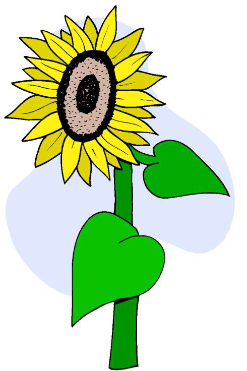 Clip Art - Clip art sunflower 003314