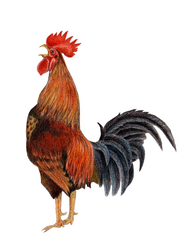 rooster clipart - photo #40