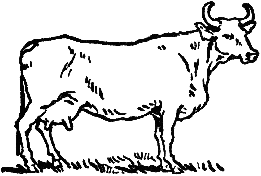cow clipart simple - photo #32