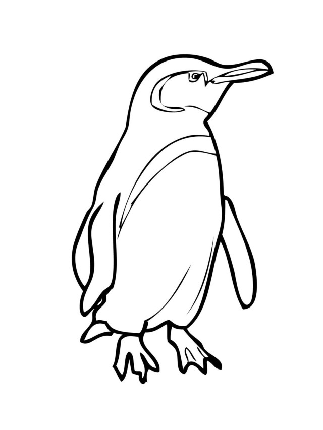 yellow eyed penguin coloring pages - photo #15