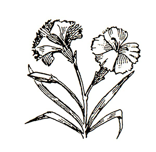 Carnation Flower Tattoo - Cliparts.co