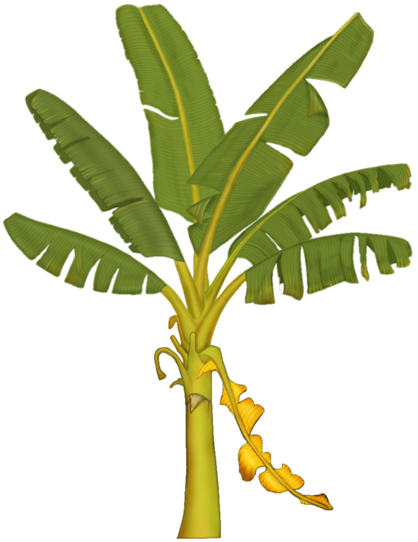 Banan Tree Cli Art - ClipArt Best