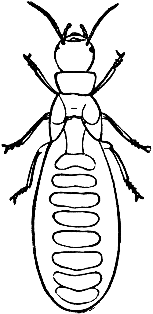 Termite 20clipart