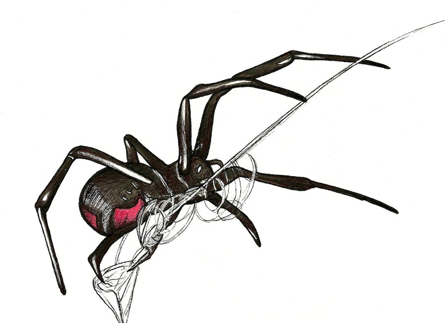 Black Widow Spider by stephie-bailey on deviantART