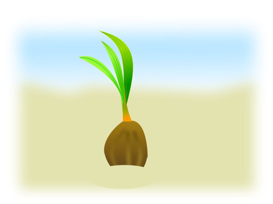 Coconut seed large 900pixel clipart, Coconut seed design ...