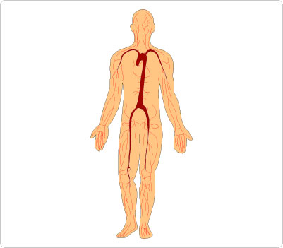 Human Body | Clipart Panda - Free Clipart Images