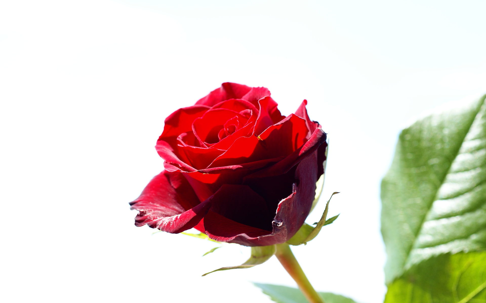 Red Rose Flowers - 1295093