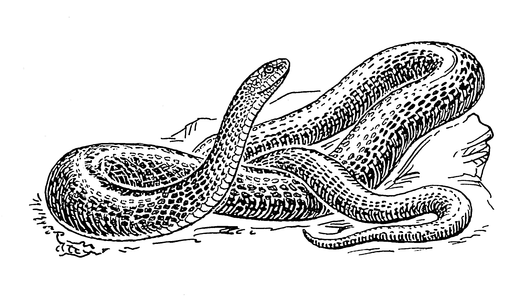 File:Black snake 2 (PSF).png - Wikimedia Commons
