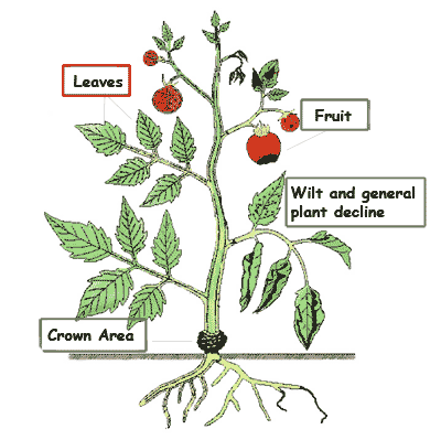 Printable Coloring pages > tomato plant > #56948 tomato plant ...